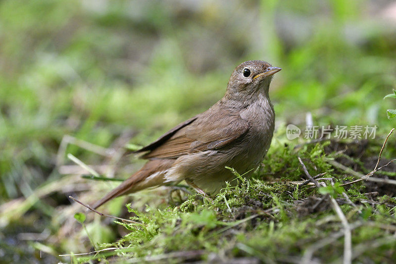 夜莺（Luscinia megarhynchos）